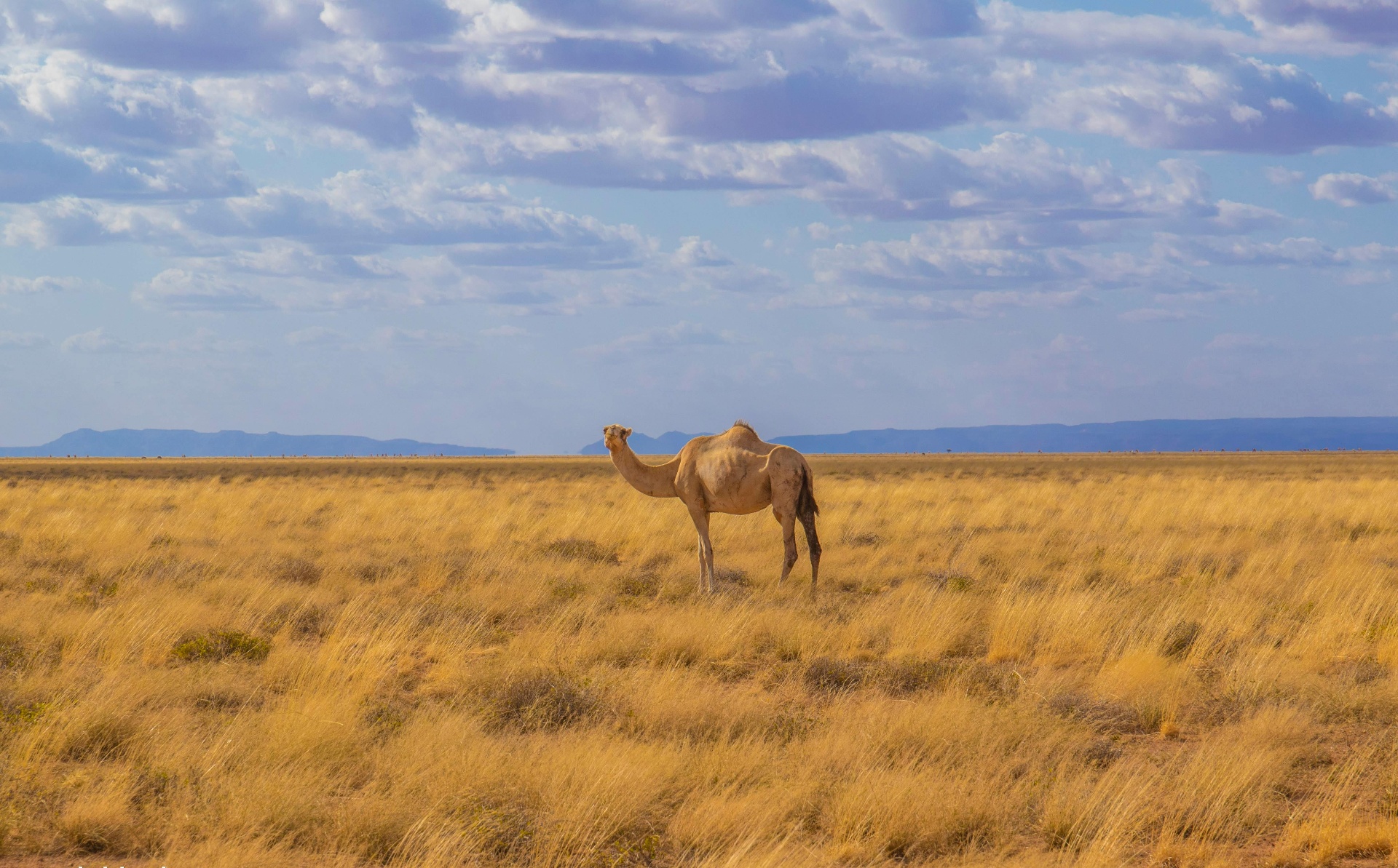 Camel on the Somali plains